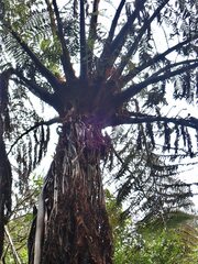 Cyathea medullaris