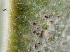 Golovinomyces sordidus