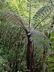 Cyathea medullaris