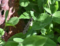Tipula metacomet