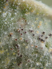 Golovinomyces sordidus