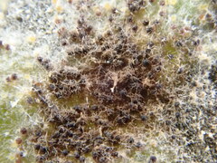 Golovinomyces sordidus