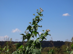 Ripariosida hermaphrodita