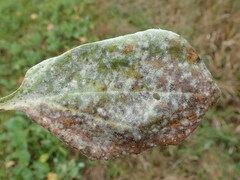 Golovinomyces sordidus