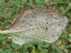 Golovinomyces sordidus