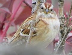 Spizelloides arborea