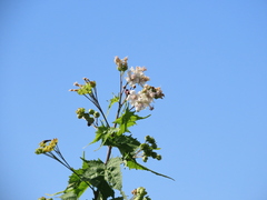 Ripariosida hermaphrodita