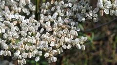 Eriogonum multiflorum