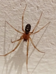 Steatoda grossa