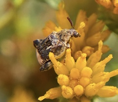 Penthobruchus germaini