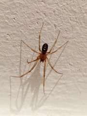 Steatoda grossa