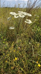 Eriogonum multiflorum