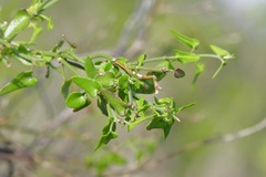 Matelea sagittifolia