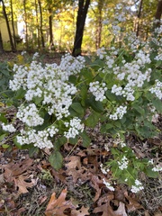 Ageratina altissima
