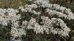 Eriogonum multiflorum