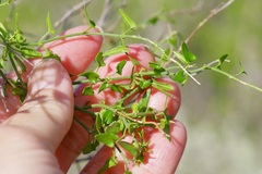 Matelea sagittifolia