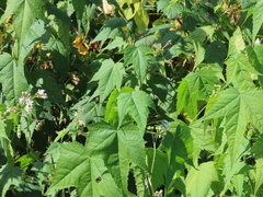 Ripariosida hermaphrodita