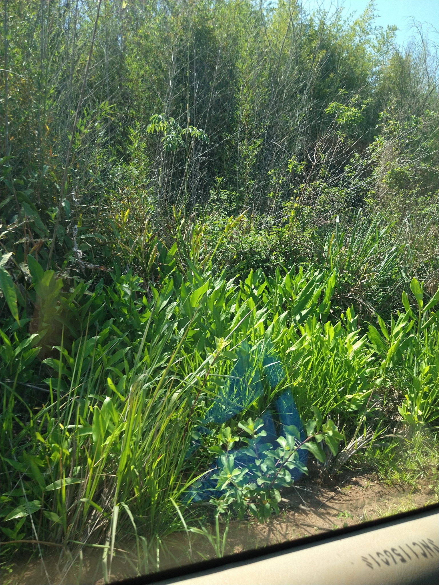 Hedychium coronarium