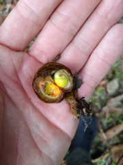 Cupania