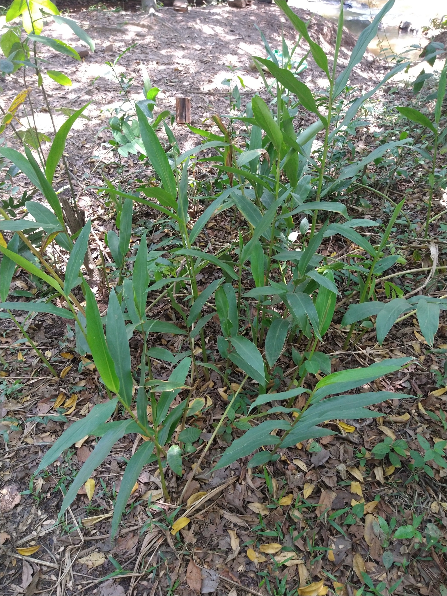 Hedychium coronarium