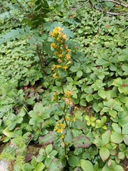 Solidago macrophylla