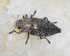 Dicerca aenea