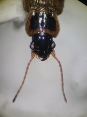 Bradycellus atrimedeus