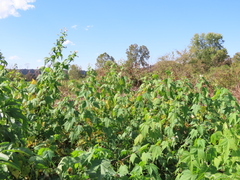 Ripariosida hermaphrodita