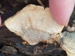 Stereum subtomentosum