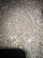 Hypsiglena chlorophaea