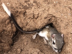 Dipodomys spectabilis