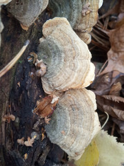 Stereum subtomentosum