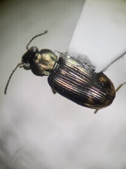 Bembidion