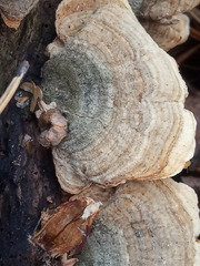 Stereum subtomentosum