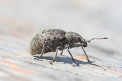 Liophloeus tessulatus