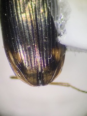 Bembidion