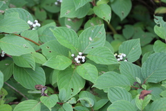 Cornus rugosa