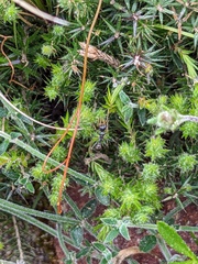 Myrmecia