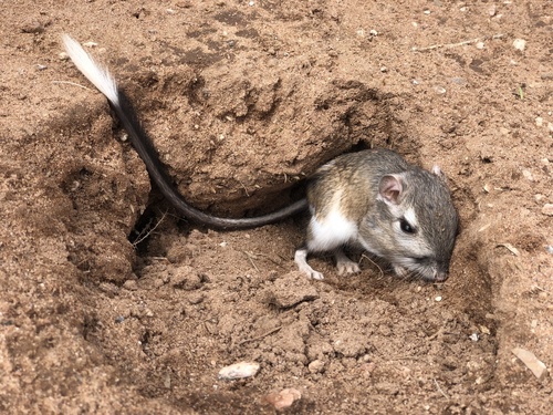 Banner-tailed Kangaroo Rat