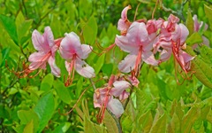 Rhododendron prinophyllum