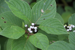 Cornus rugosa