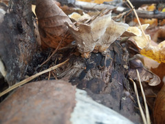 Stereum subtomentosum