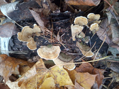 Stereum subtomentosum