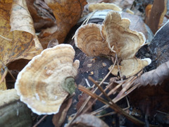 Stereum subtomentosum