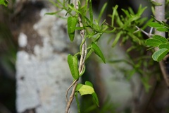 Matelea sagittifolia