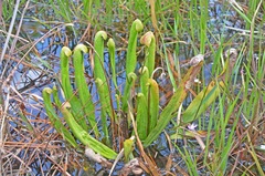 Sarracenia minor