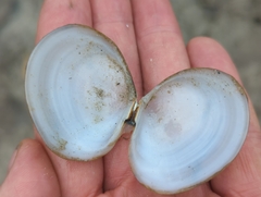 Tellinidae