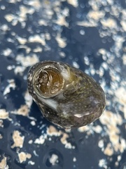 Agathistoma fasciatum