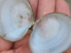 Tellinidae