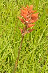 Sacoila lanceolata